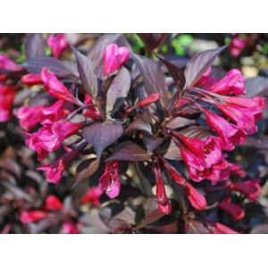 Vajgela kvetnatá (Weigela florida) ´ALEXANDRA´® - výška 50-80 cm, kont. C7,5L